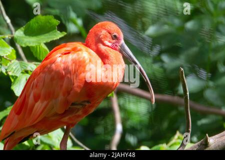 Primo piano di un singolo Scarlet Ibis (Eudocimus ruber) con foglie verdi sullo sfondo Foto Stock
