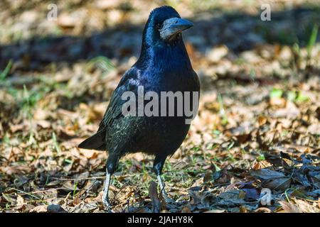 Rook (Corvus frugilegus ) alimentazione su prato. Gli uccelli invernali nei sobborghi e si sono adattati a vivere a spese dell'uomo. Potete vedere come l'uccello ha trovato e swallowe Foto Stock