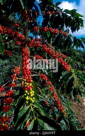 Coffee Tree in Cherry, Coffea arabica, Kona Coast, Big Island of Hawaii Foto Stock