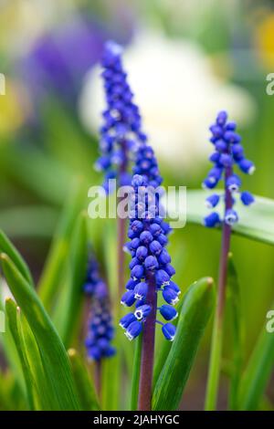 Bel fiore di giacinto di uva blu contro erba verde sfocata. Bluebells fioritura. Foto di alta qualità Foto Stock