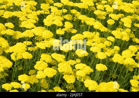 Achillea millefolium 'giallo della vigilia di deserto', Yarrow giallo, giardino, pianta Foto Stock