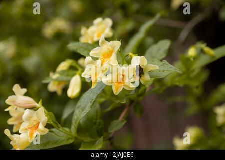 Primo piano di vivido rosa e bianco Weigela florida pianta con fiori in piena fioritura in un giardino in una soleggiata primavera giorno Foto Stock