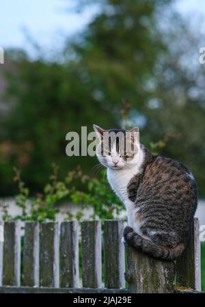 Il gatto nel villaggio si siede su un palo. Foto Stock