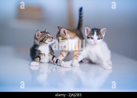 Tre gattini tabby su tavolo bianco lucido con sfondo bianco Foto Stock