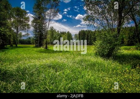 DE - BAVIERA: La tranquillità del moor (Loisach Moor a Bichl, Oberbayern, Germania) Foto Stock