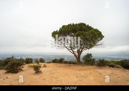 Sapienza albero, Wonder View Trail, Los Angeles, CA, Stati Uniti Foto Stock