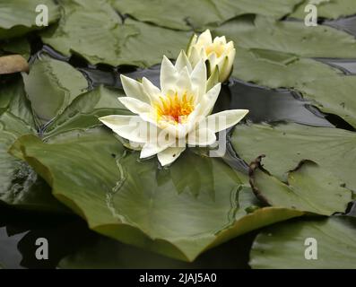 Berlino, Germania. 30th maggio 2022. Berlino: Gigli d'acqua in fiore nello stagno nello Stadtpark Steglitz (Credit Image: © Simone Kuhlmey/Pacific Press via ZUMA Press Wire) Foto Stock