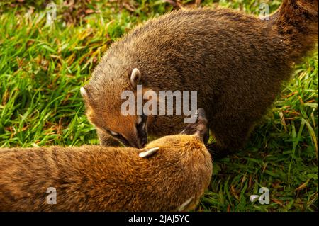 Wild Coatis era un tempo nutrito dai turisti che vengono ogni giorno in cerca di cibo al punto panoramico Serra do Rio do Rastro, Santa Catarina, Brasile Foto Stock