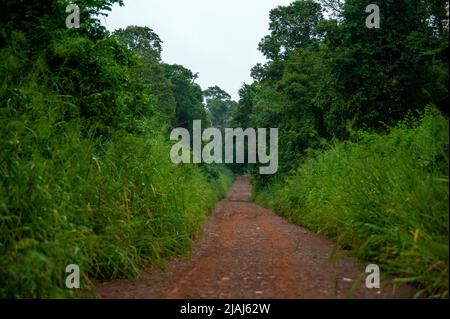 Strada sporca che attraversa la foresta densa al Parco Nazionale di Iguazu, Argentina Foto Stock