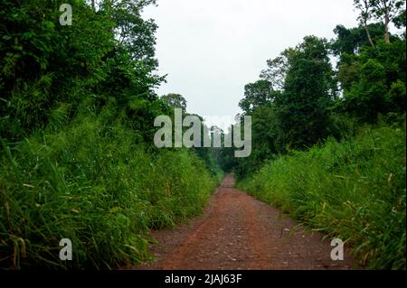 Strada sporca che attraversa la foresta densa al Parco Nazionale di Iguazu, Argentina Foto Stock