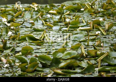 Berlino, Germania. 30th maggio 2022. Berlino: Gigli d'acqua in fiore nello stagno nello Stadtpark Steglitz (Credit Image: © Simone Kuhlmey/Pacific Press via ZUMA Press Wire) Foto Stock