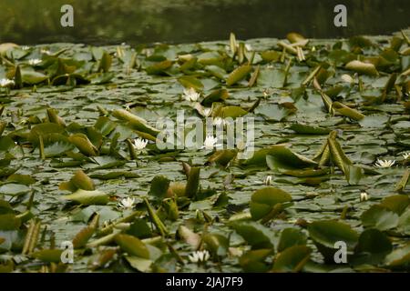 Berlino, Germania. 30th maggio 2022. Berlino: Gigli d'acqua in fiore nello stagno nello Stadtpark Steglitz (Credit Image: © Simone Kuhlmey/Pacific Press via ZUMA Press Wire) Foto Stock