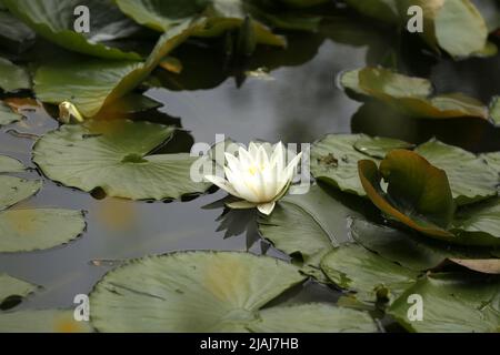 Berlino, Germania. 30th maggio 2022. Berlino: Gigli d'acqua in fiore nello stagno nello Stadtpark Steglitz (Credit Image: © Simone Kuhlmey/Pacific Press via ZUMA Press Wire) Foto Stock