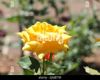 Primo piano di rosa tè giallo Foto Stock