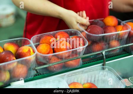 Scatole in plastica con pesche sul trasportatore di una linea di confezionamento automatico della frutta Foto Stock