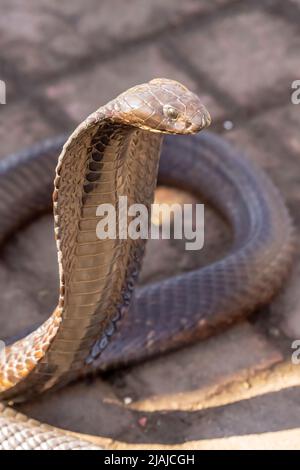 Medina, Marrakech, Marocco. 13th Nov 2021. King Cobra (Ophiophagus hannah) il serpente velenoso più lungo del mondo (Credit Image: © Walter G. Arce Sr./ZUMA Press Wire) Foto Stock