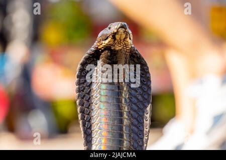 Medina, Marrakech, Marocco. 13th Nov 2021. King Cobra (Ophiophagus hannah) il serpente velenoso più lungo del mondo (Credit Image: © Walter G. Arce Sr./ZUMA Press Wire) Foto Stock