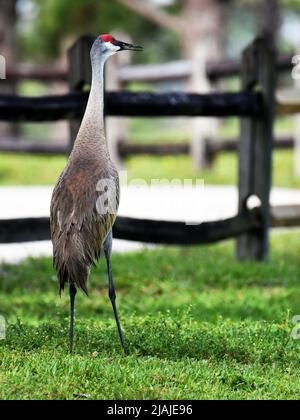 Sandhill Crane guardando intorno Foto Stock