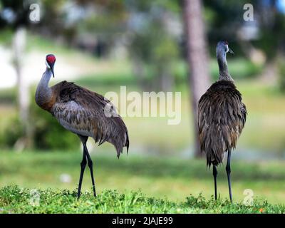 Sandhill Cranes insieme in Park Foto Stock