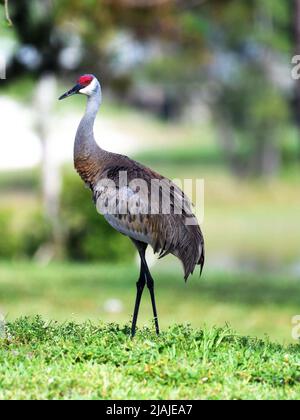 Sandhill Crane Foto Stock