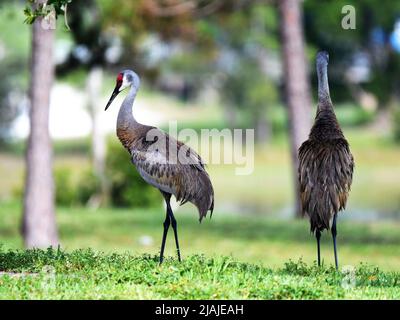 Sandhill Cranes nel parco Foto Stock