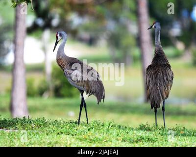 Coppia Sandhill Crane Foto Stock