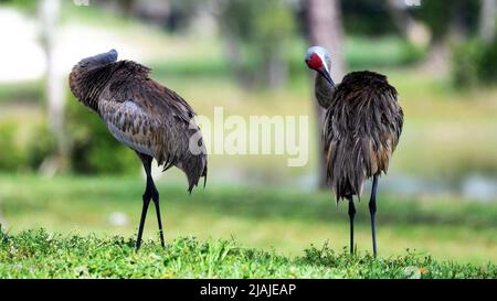 Sandhill Gru Grooming Foto Stock