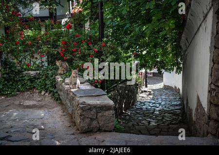 Plovdiv, Bulgaria - 22.05.2022: Strade strette della città vecchia di Plovdiv, ombreggiato da alberi e cespugli di rose con due gatti randagi seduti tranquillamente su t Foto Stock