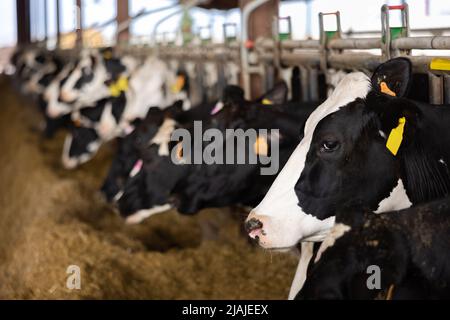 Vacche da latte che peeking attraverso stalla recinto su allevamento di bestiame Foto Stock