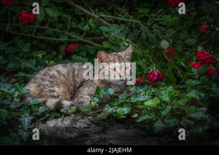 Ritratto di un gatto tabby randagio con testa rialzata adagiato in modo calmeo tra foglie verdi di edera e rose rosse a Plovdiv, Bulgaria Foto Stock