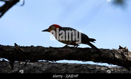 Woodpecker con decorazioni rosse su Branch Foto Stock