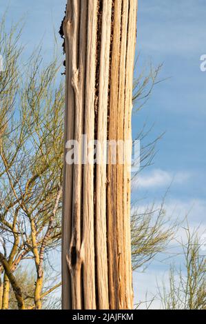 Cactus Saguaro morto nel deserto di sonora, da vicino Foto Stock