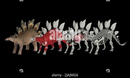 Anatomia di un dinosauro Stegosaurus. Foto Stock