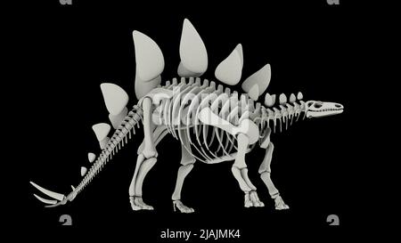 Sistema scheletrico di Stegosaurus, vista laterale. Foto Stock