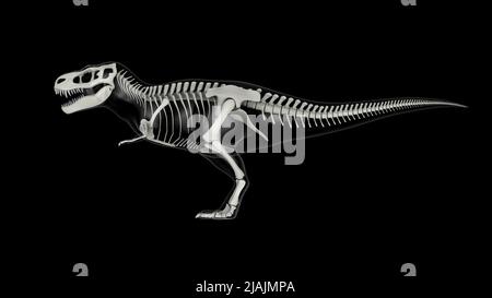 Sistema scheletrico di Tyrannosaurus rex, vista laterale. Foto Stock