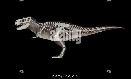 3D illustrazione di Tyrannosaurus rex, con sovrapposizione del sistema scheletrico. Foto Stock