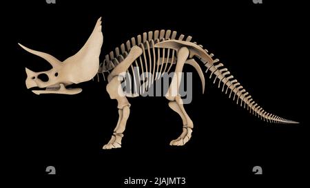 Sistema scheletrico di un dinosauro Triceratops, vista laterale. Foto Stock