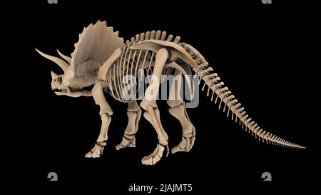 Sistema scheletrico di un dinosauro Triceratops, vista posteriore. Foto Stock