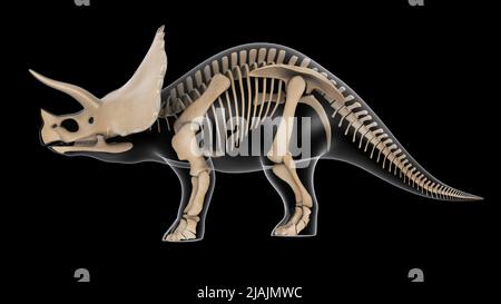 Sistema scheletrico di un dinosauro Triceratops, vista laterale a raggi X. Foto Stock