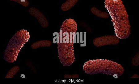 Illustrazione biomedica concettuale dei batteri Bordetella pertussis, su sfondo nero. Foto Stock