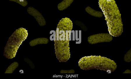 Illustrazione biomedica concettuale dei batteri Bordetella pertussis, su sfondo nero. Foto Stock