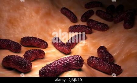 Illustrazione biomedica concettuale dei batteri Bordetella pertussis sulla superficie. Foto Stock