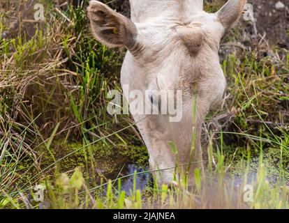 Primo piano di acqua potabile di mucca dal fiume Foto Stock