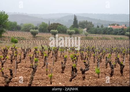 Vecchi tronchi d'uva sui vigneti di Cotes de Provence in primavera, Bandol regione vinicola vicino le Castellet villaggio, vinificazione nel sud della Francia Foto Stock