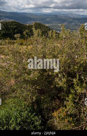 Primavera in Provenza, fiore di fiori selvatici nel parco naturale Calanques vicino Marsiglia, Francia Foto Stock