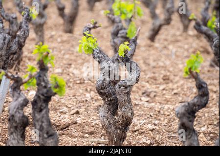 Vecchi tronchi d'uva sui vigneti di Cotes de Provence in primavera, Bandol regione vinicola vicino le Castellet villaggio, vinificazione nel sud della Francia Foto Stock