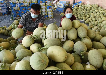 TURPAN, CINA - 30 MAGGIO 2022 - gli agricoltori si accachiano cantaloupes appena raccolti presso una base di coltivazione di cantaloupe nel villaggio di Yanghai Xia, Township Tuyugou, Shans Foto Stock