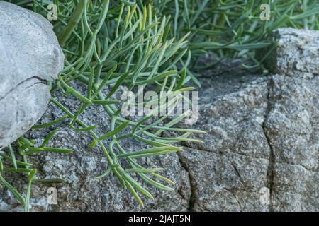 la pianta di sea ​​fennel lascia sbirciate tra rocce e tronchi di legno all'aperto Foto Stock