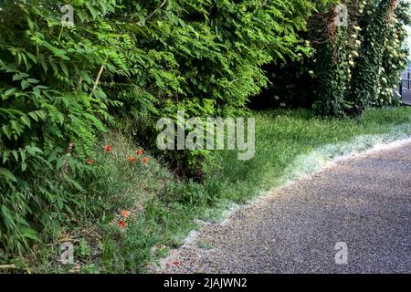 Percorso in un parco con papaveri al suo bordo Foto Stock