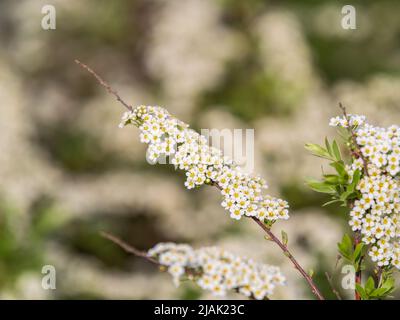 Bella fiori bianchi Spirea aguta o Brides wreath. Fioritura della Spirea aguta in primavera. Concetto di primavera Foto Stock